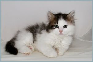 Female Siberian Kitten from Deedlebug Siberians